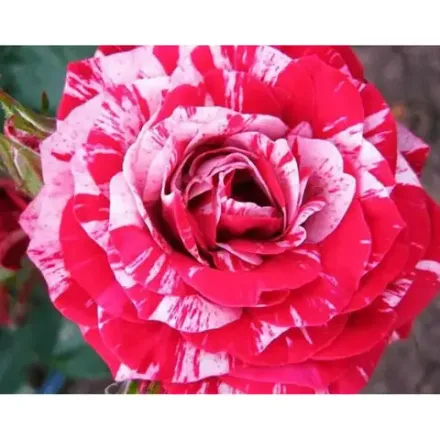 Перпл тайгер