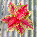 Аглаонема MAHA SEDTHEE