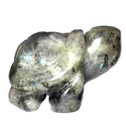 Черепаха лабрадор асс.