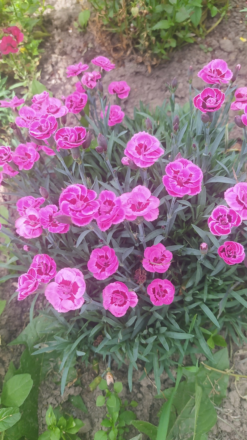 Гвоздика PURPLE WEDDING