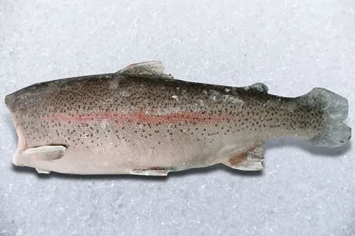 Форель б/г с/м 2,7-4,0 Премиум (1/25,2) Китай