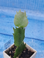 Schlumbergera cv. Branca Dobrada (Шлюмбергера)