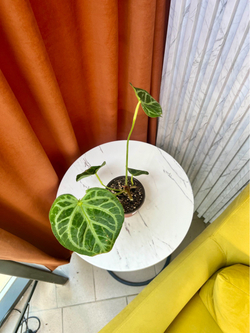 Антуриум Магнификум, D10см Н25см, 1шт, Urban Jungle
