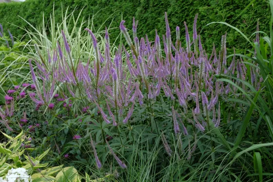 Многолетние травянистые