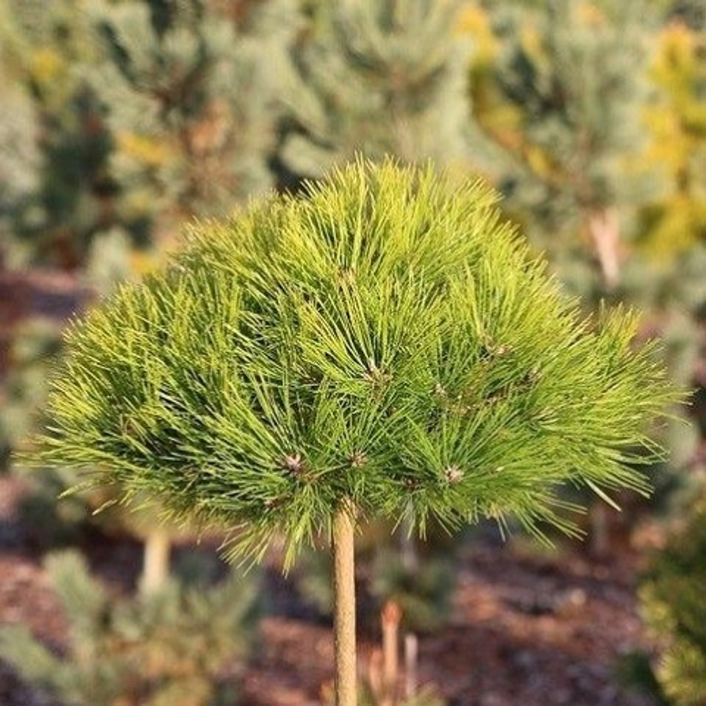 Сосна густоцветковая Лоу Глоу