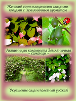 Актинидия коломикта Земляничная (жен)