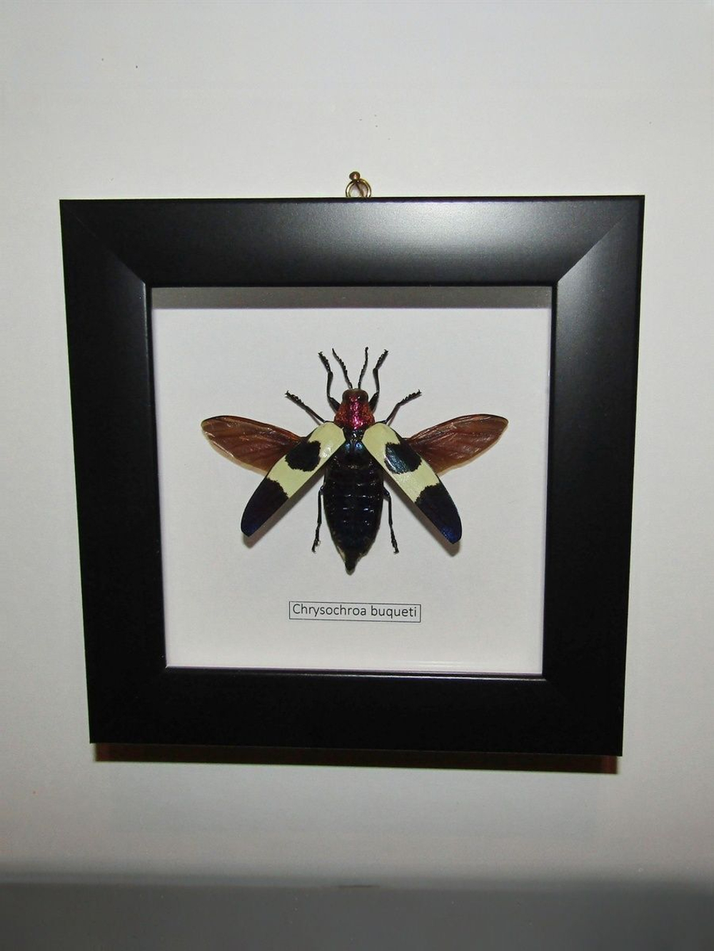 Жук Златка Chrysochroa в рамке