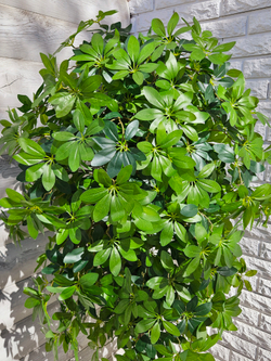 Шеффлера 170см в кашпо