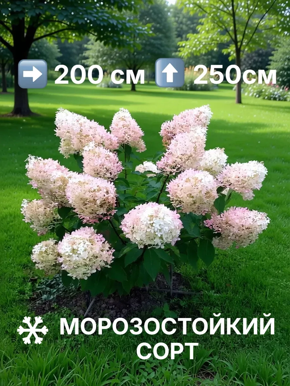 Фантом гортензия метельчатая