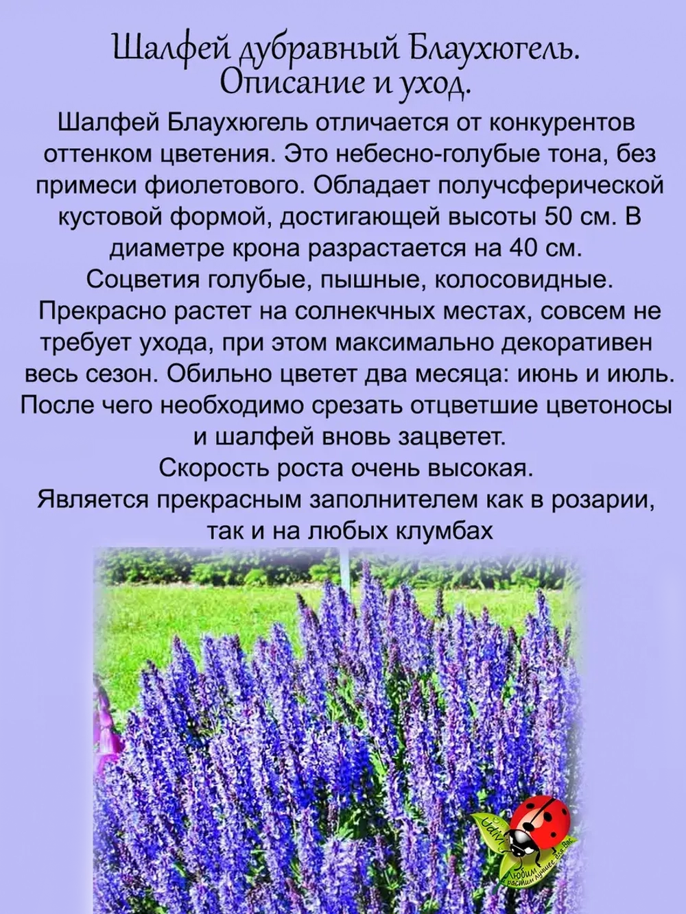 Шалфей Голубые холмы дубравный голубой Блаухюгель