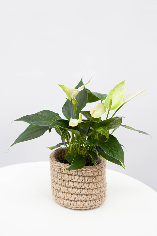 Антуриум Лили Белый