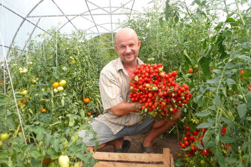 Помидоры Geranium Kiss