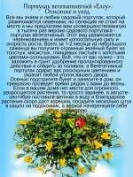 Портулак Вегетативный Елоу ампельный почвопокровный