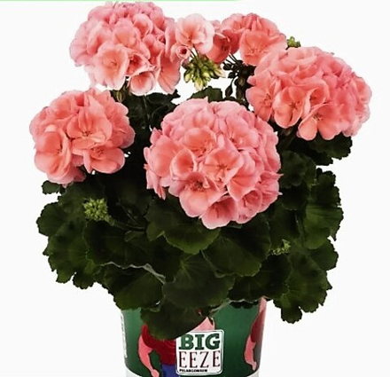 Пеларгония Big Eeze Salmon ОКС укорененный черенок