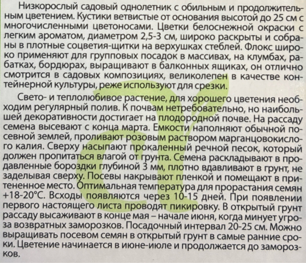 Флокс Красотка в белом друммонда 0,1 г СМЦ-284