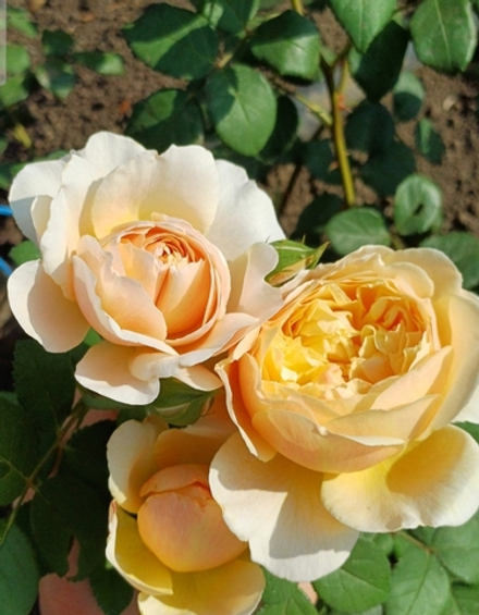 CHARLES DARWIN (Чарльз Дарвин)