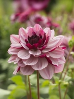 Георгин декоративный Крем де Кассис