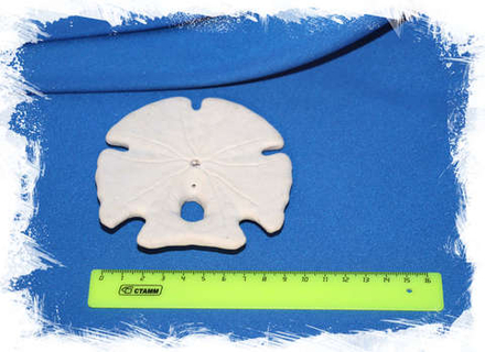 Панцирь морского ежа (Encope grandis) 9 см.