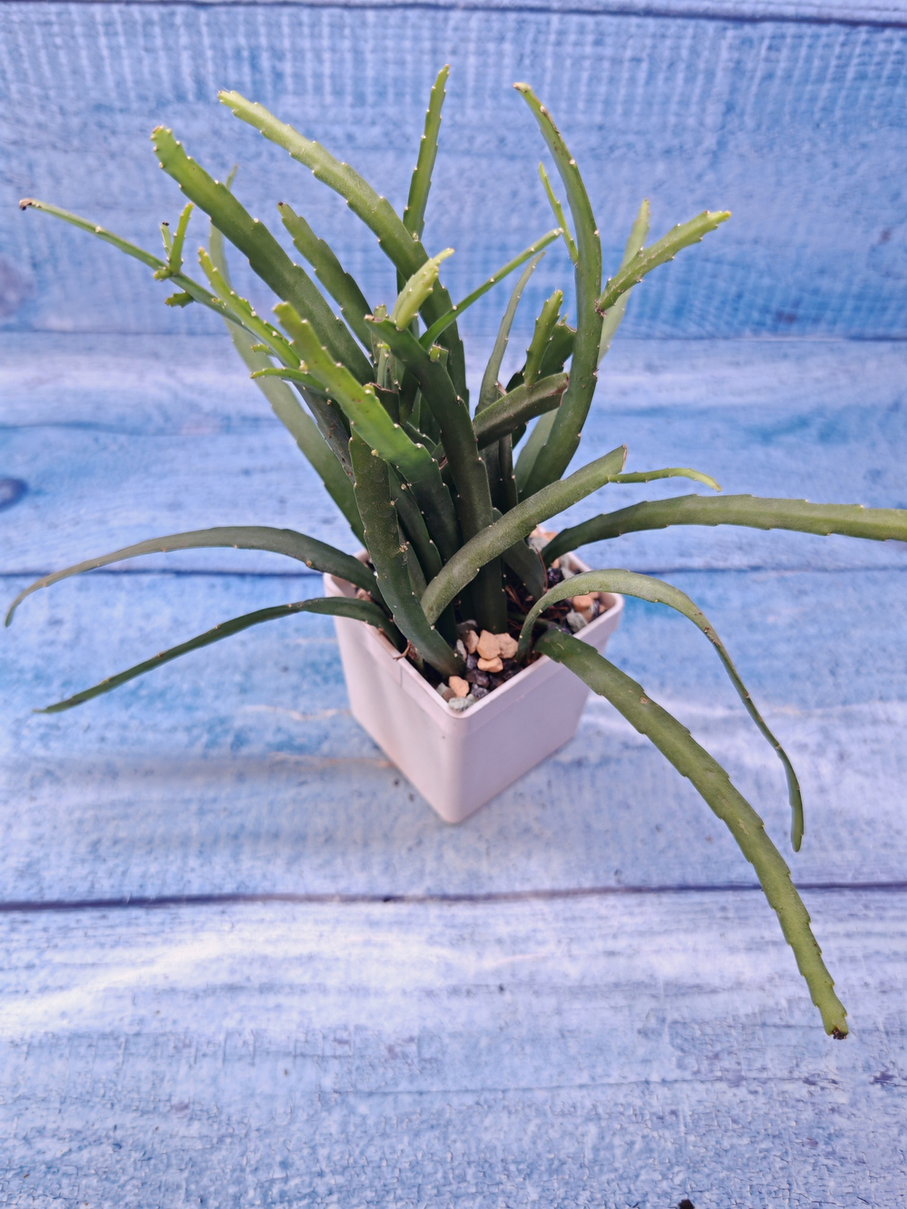 Lepismium Bolivianum (Леписпиум)