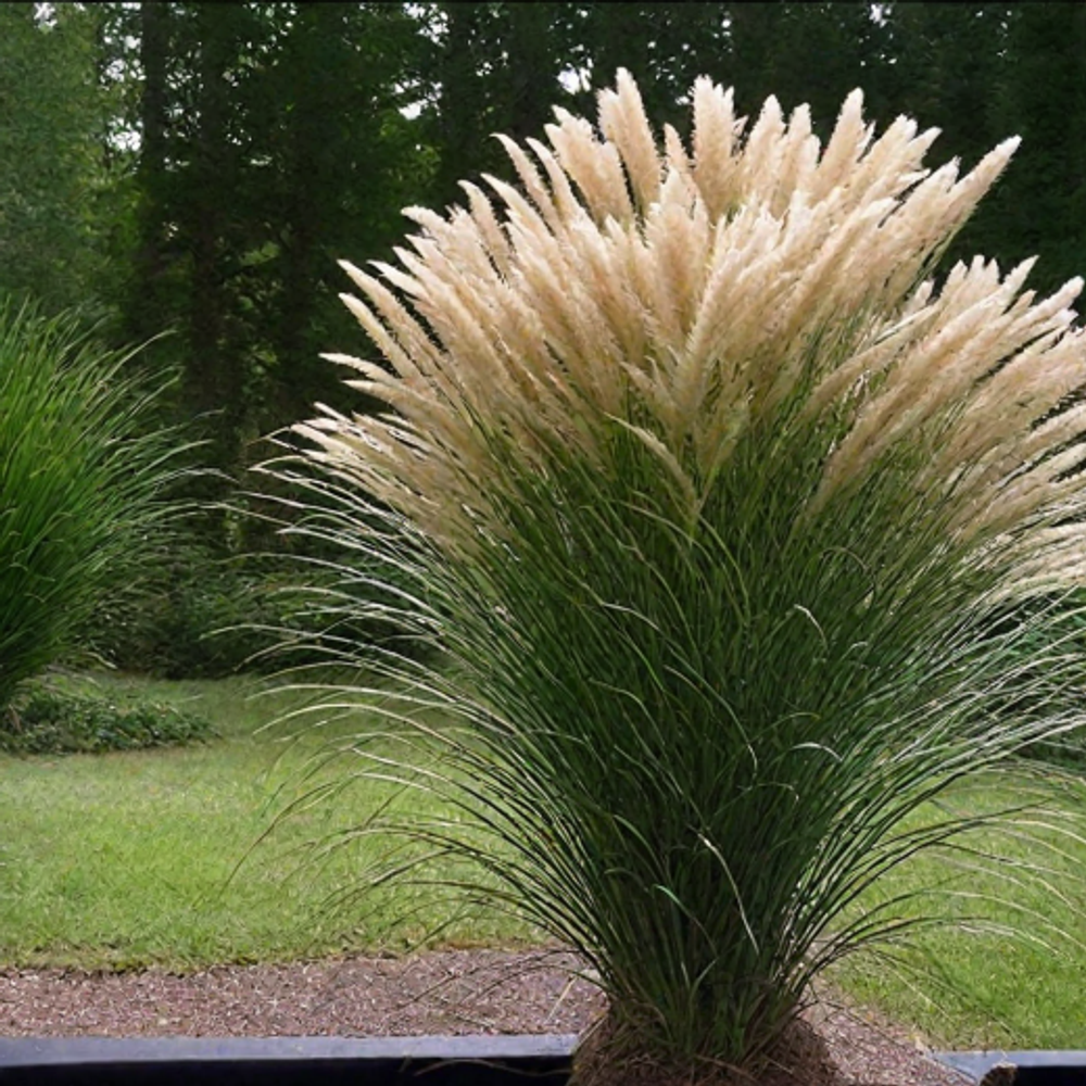 Мискантус китайский Грациела Р9 Закупка М36 получение май-июнь 2026