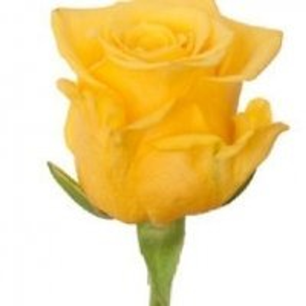 Роза Кения Mix