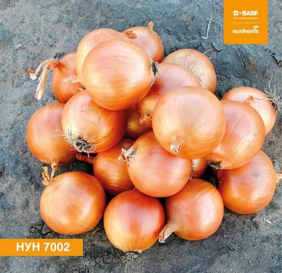 НУН 7002 F1 семена лука репчатого (Nunhems / Нюнемс)