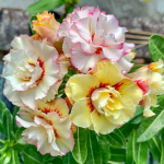 Адениум обесум 374