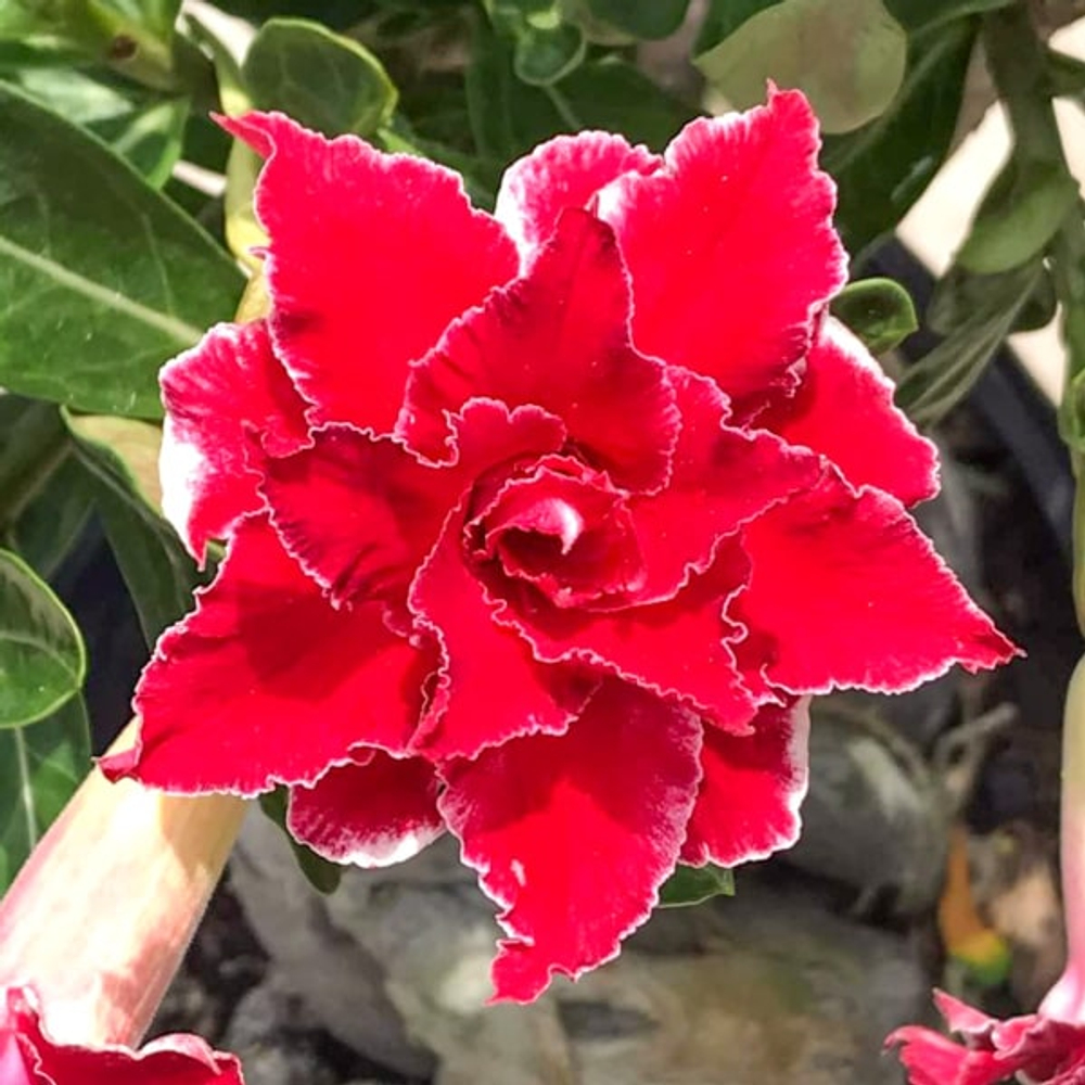 Адениум обесум 376