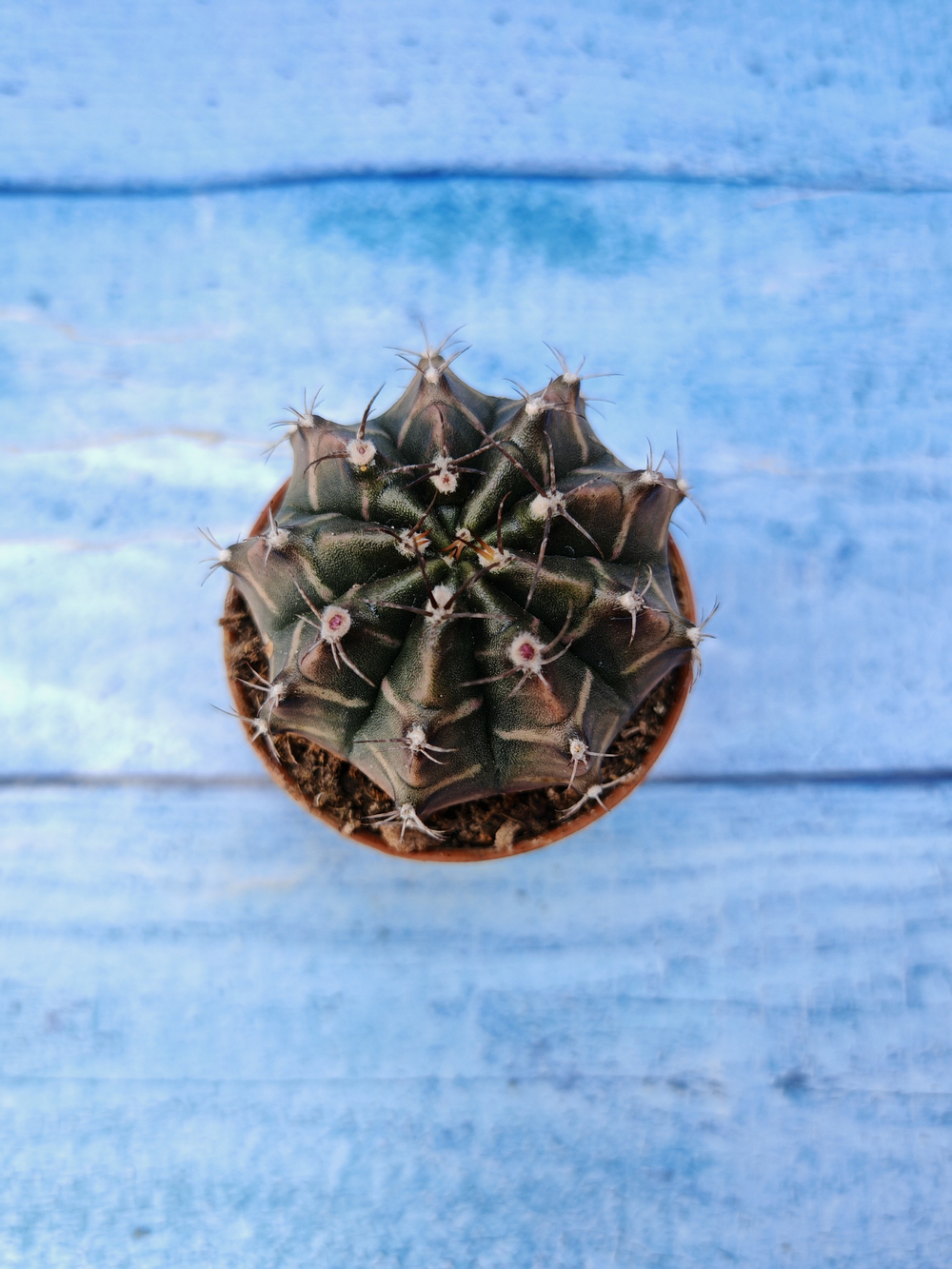 Gymnocalycium Friedrichii (Гимнокалициум)