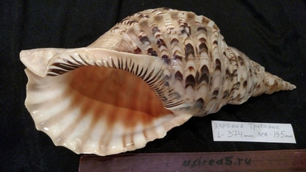 Харония Тритонис 250--390 мм