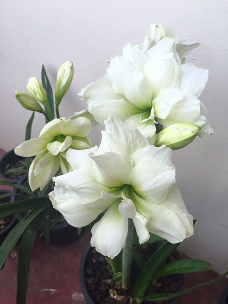 Амариллис Сноу Вайт Закупка М80 сентябрь 2026