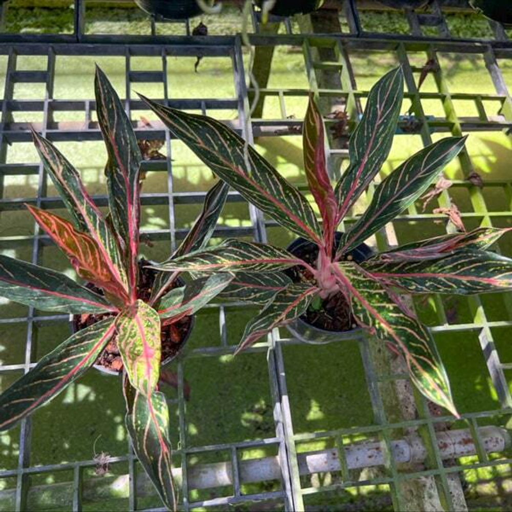 Аглаонема SUMATRA THUNDER