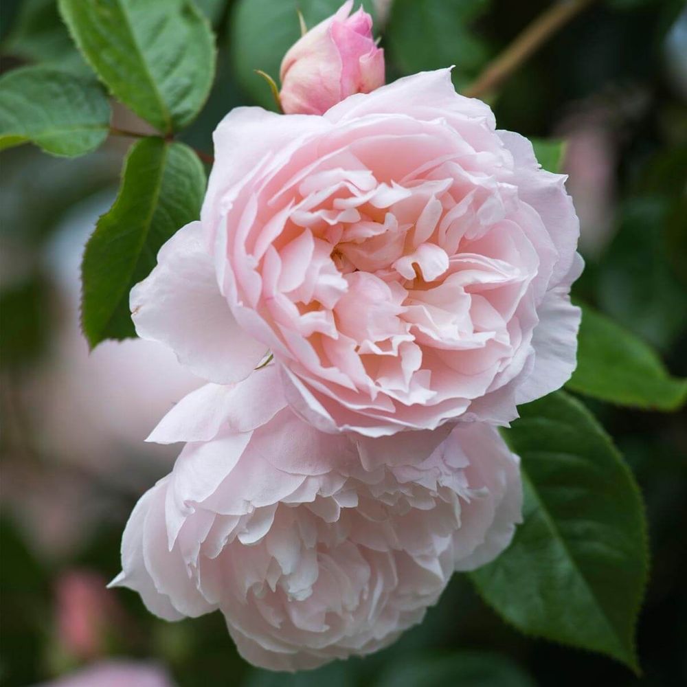 Зе Дженероуз Гарден (The Generous Gardener)