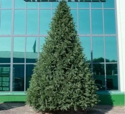 Интерьерная искусственная елка Финская Премиум 5 м., ствольная, Литая хвоя+ПВХ, Green Trees (GT5FIN)