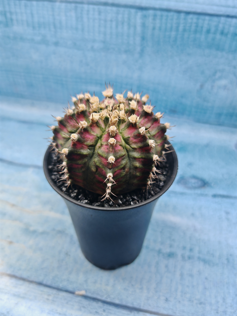 Gymnocalycium T-Rex Pink hybride (Гимнокалициум T-rex)