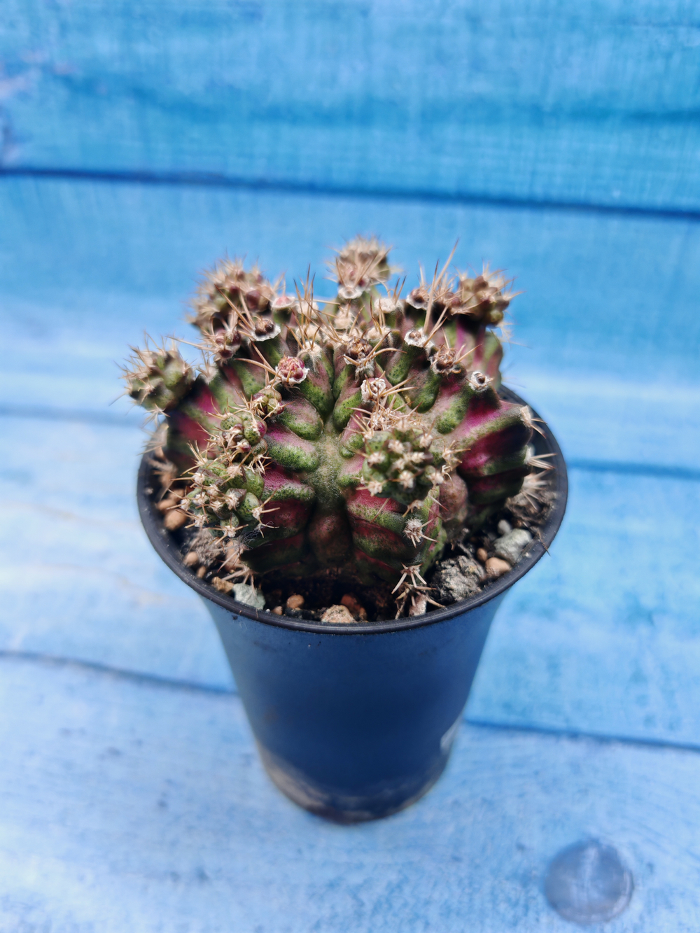Gymnocalycium T-Rex Pink hybrid (Гимнокалициум)