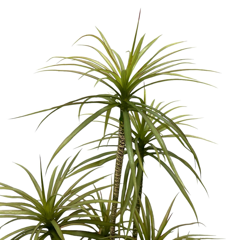 Драцена маргината разветвленная 130 см.