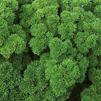 Вега семена петрушки (Enza Zaden / Энза Заден)