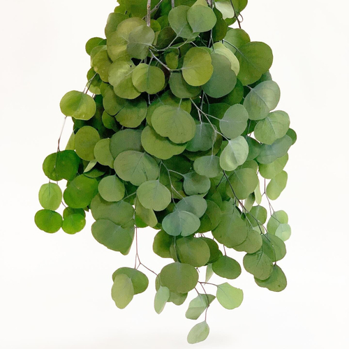 Эвкалипт зеленый "Verdissimo"