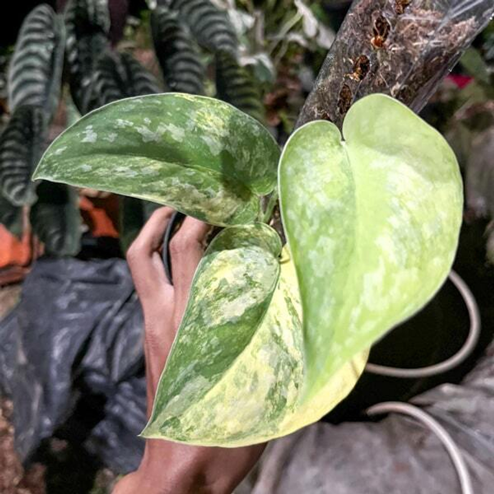 Сциндапсус SUWANNAPHUM