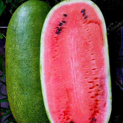 Арбуз Базтип 5шт. (чп)