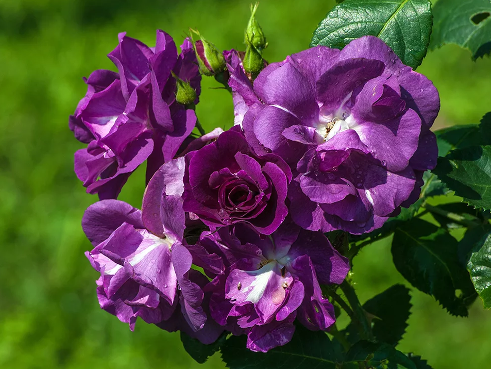 Рапсодия Ин Блю (Rhapsody In Blue)