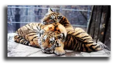 Постер "Два тигра"