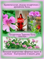 Пеларгония Торенто Кола ароматная с ароматом колы