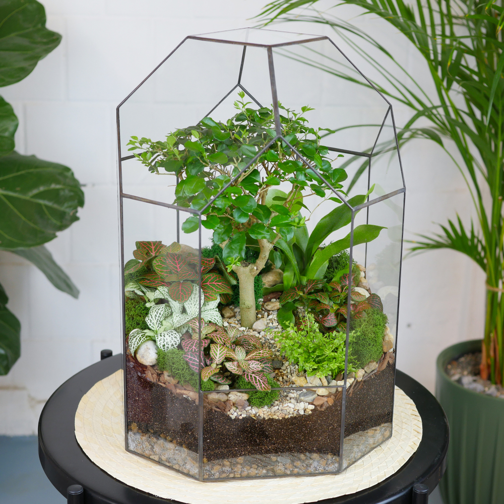 Готовый флорариум бонсай Лигуструм Бонсариум XL