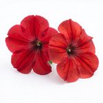 Петуния мелкоцветковая Карлик F1 Красная 25шт