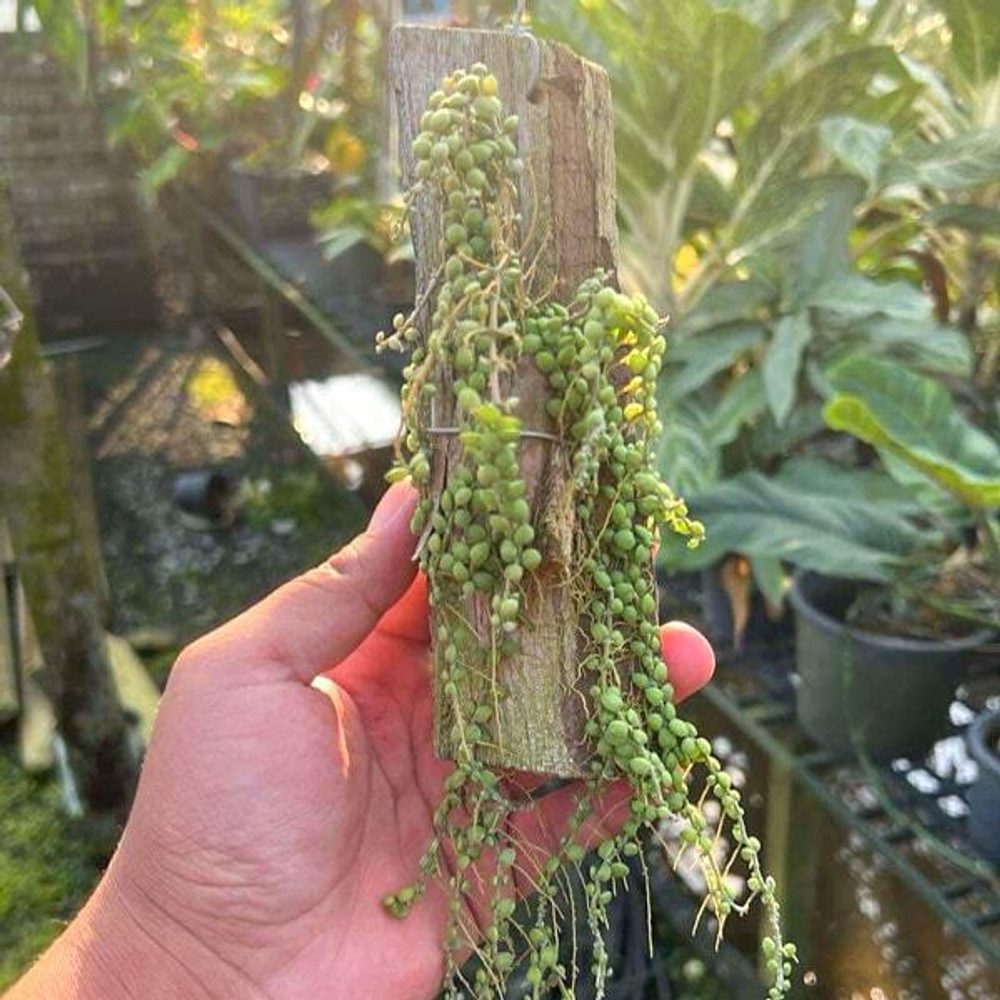 Дисхидия NUMMULARIA DWARF