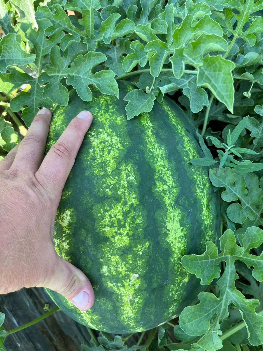 Хилон F1 семена арбуза ( Yuksel Tohum / )