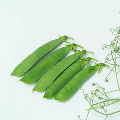 ИДАЛГО семена гороха (Syngenta | Alexagro)