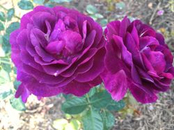 Мистерьез (Mystérieuse)